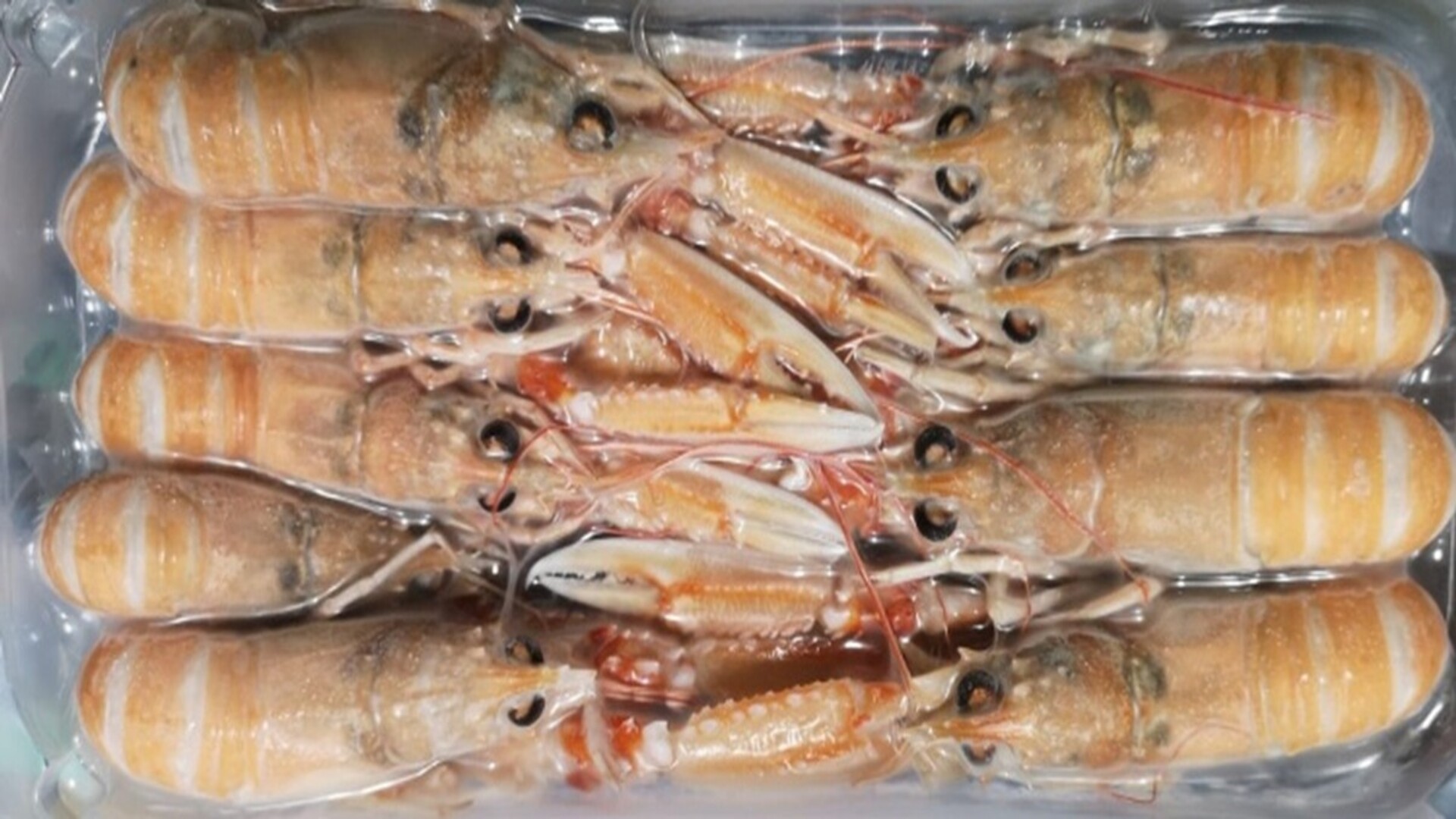 marisco-congelado-stocksonubenses